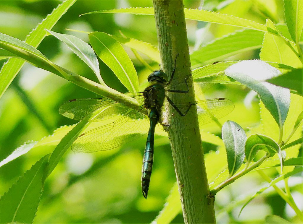 Somatochlora_metallica